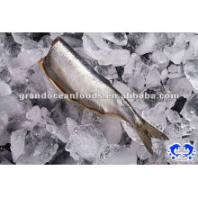 seafood IQF frozen herring fillet